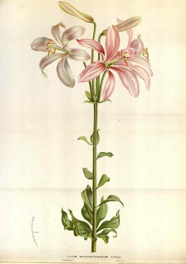 Reproducción/Reproduction 49588044081: Flore des serres et des jardins de l'Europe. A Gand :chez Louis van Houtte, eÌditeur,1845-1880.. 