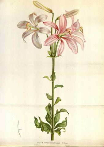 Reproducción/Reproduction 49588044081: Flore des serres et des jardins de l'Europe. A Gand :chez Louis van Houtte, eÌditeur,1845-1880.. 