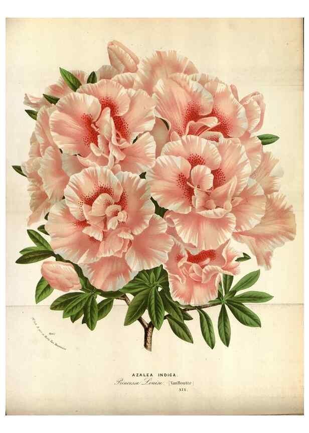 Reproducción/Reproduction 49588045451: Flore des serres et des jardins de l'Europe. A Gand :chez Louis van Houtte, eÌditeur,1845-1880.. 