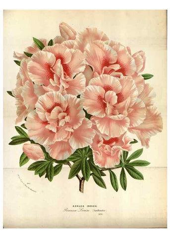 Reproducción/Reproduction 49588045451: Flore des serres et des jardins de l'Europe. A Gand :chez Louis van Houtte, eÌditeur,1845-1880.. 
