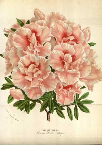 Reproducción/Reproduction 49588045451: Flore des serres et des jardins de l'Europe. A Gand :chez Louis van Houtte, eÌditeur,1845-1880.. 