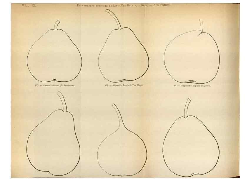 Reproducción/Reproduction 49587551953: Flore des serres et des jardins de l'Europe. A Gand :chez Louis van Houtte, eÌditeur,1845-1880.. 