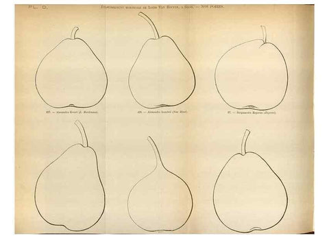 Reproducción/Reproduction 49587551953: Flore des serres et des jardins de l'Europe. A Gand :chez Louis van Houtte, eÌditeur,1845-1880.. 