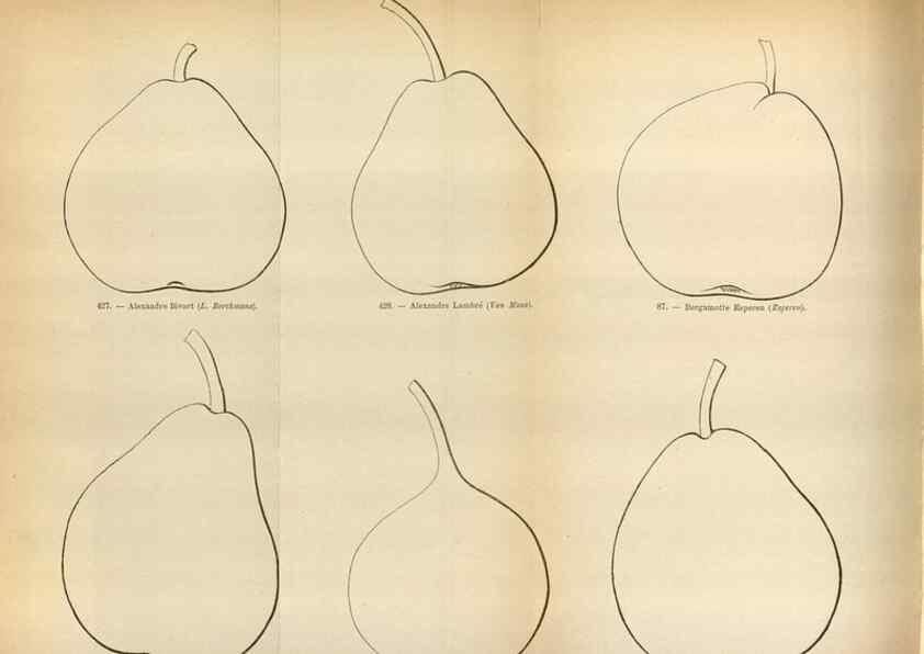 Reproducción/Reproduction 49587551953: Flore des serres et des jardins de l'Europe. A Gand :chez Louis van Houtte, eÌditeur,1845-1880.. 