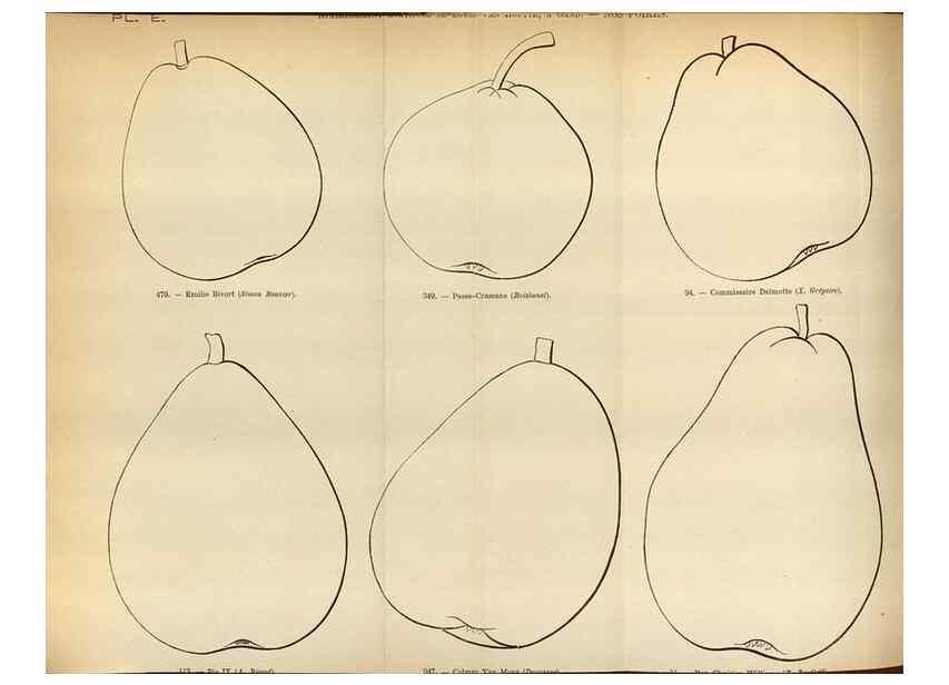 Reproducción/Reproduction 49587552198: Flore des serres et des jardins de l'Europe. A Gand :chez Louis van Houtte, eÌditeur,1845-1880.. 