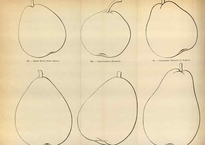 Reproducción/Reproduction 49587552198: Flore des serres et des jardins de l'Europe. A Gand :chez Louis van Houtte, eÌditeur,1845-1880.. 