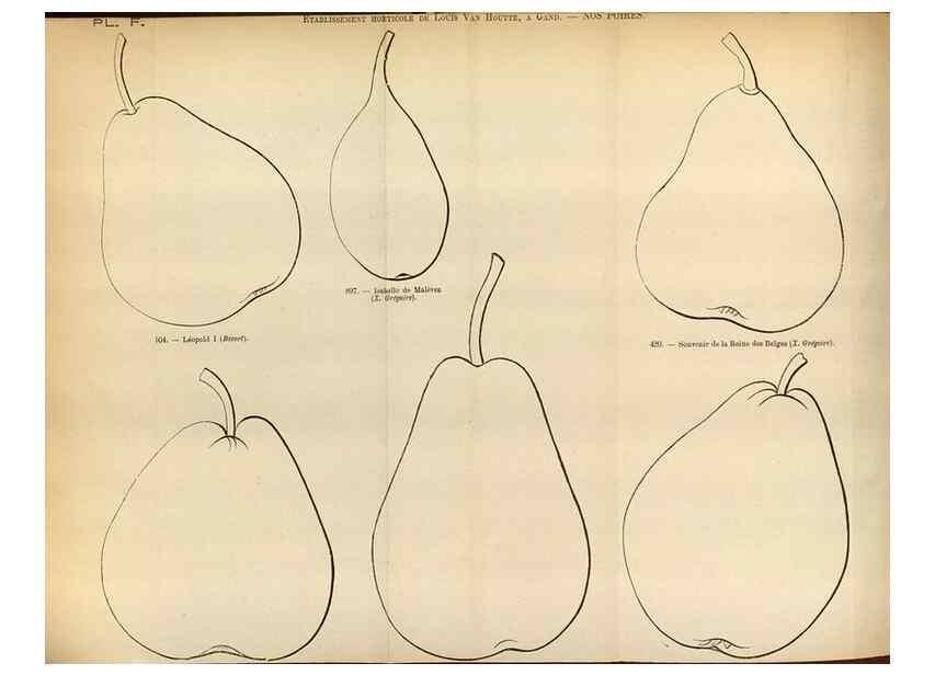 Reproducción/Reproduction 49587552493: Flore des serres et des jardins de l'Europe. A Gand :chez Louis van Houtte, eÌditeur,1845-1880.. 