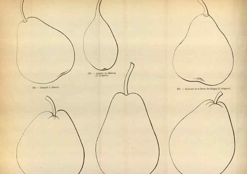 Reproducción/Reproduction 49587552493: Flore des serres et des jardins de l'Europe. A Gand :chez Louis van Houtte, eÌditeur,1845-1880.. 
