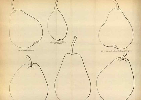 Reproducción/Reproduction 49587552493: Flore des serres et des jardins de l'Europe. A Gand :chez Louis van Houtte, eÌditeur,1845-1880.. 