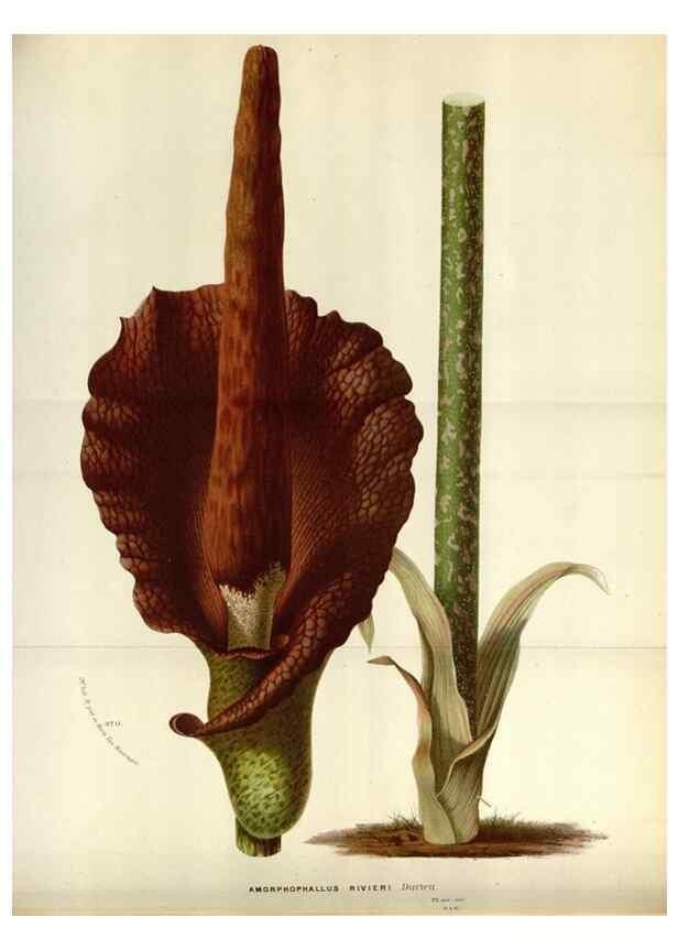 Reproducción/Reproduction 49587547938: Flore des serres et des jardins de l'Europe. A Gand :chez Louis van Houtte, eÌditeur,1845-1880.. 