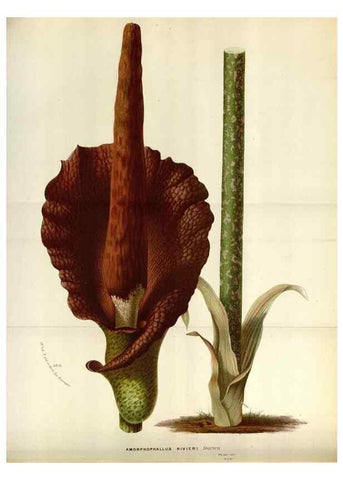 Reproducción/Reproduction 49587547938: Flore des serres et des jardins de l'Europe. A Gand :chez Louis van Houtte, eÌditeur,1845-1880.. 