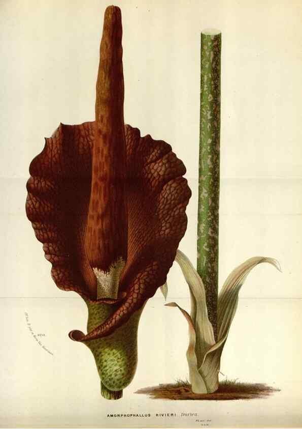 Reproducción/Reproduction 49587547938: Flore des serres et des jardins de l'Europe. A Gand :chez Louis van Houtte, eÌditeur,1845-1880.. 