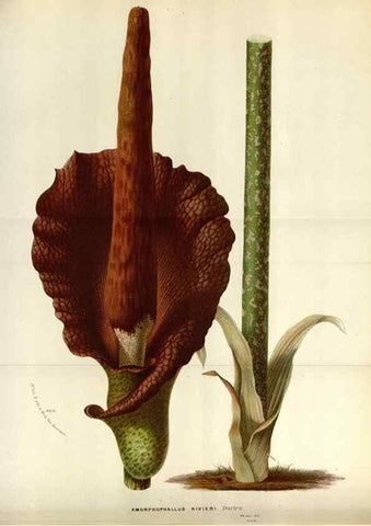 Reproducción/Reproduction 49587547938: Flore des serres et des jardins de l'Europe. A Gand :chez Louis van Houtte, eÌditeur,1845-1880.. 