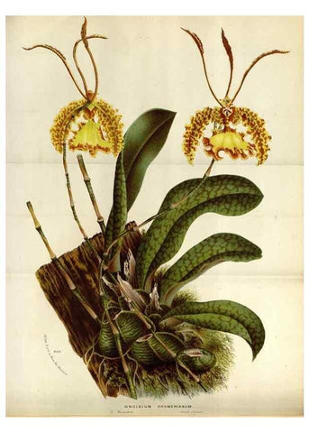 Reproducción/Reproduction 49587547628: Flore des serres et des jardins de l'Europe. A Gand :chez Louis van Houtte, eÌditeur,1845-1880.. 