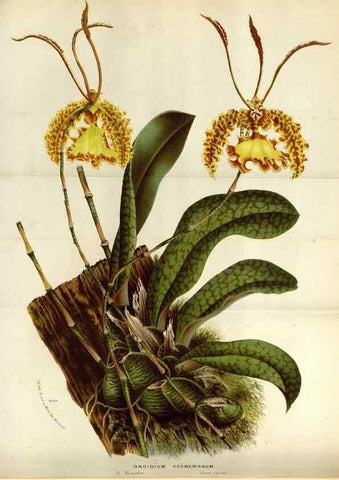 Reproducción/Reproduction 49587547628: Flore des serres et des jardins de l'Europe. A Gand :chez Louis van Houtte, eÌditeur,1845-1880.. 