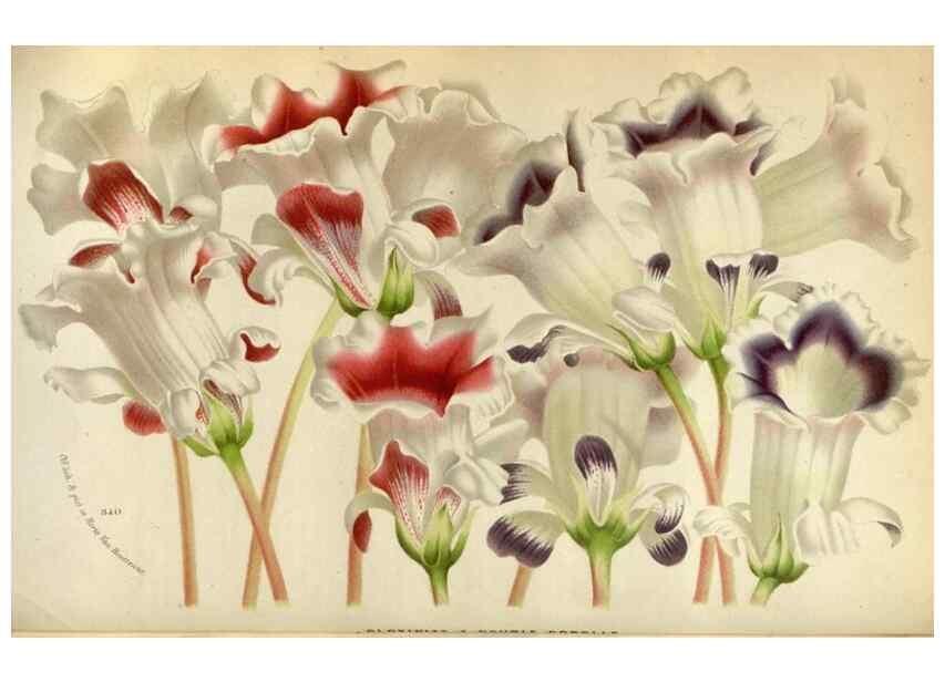 Reproducción/Reproduction 49587547363: Flore des serres et des jardins de l'Europe. A Gand :chez Louis van Houtte, eÌditeur,1845-1880.. 