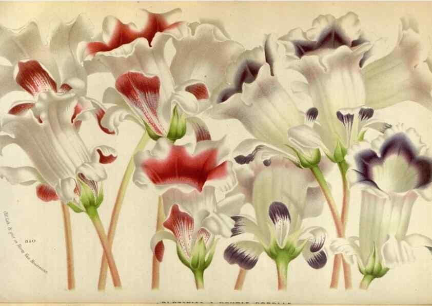Reproducción/Reproduction 49587547363: Flore des serres et des jardins de l'Europe. A Gand :chez Louis van Houtte, eÌditeur,1845-1880.. 