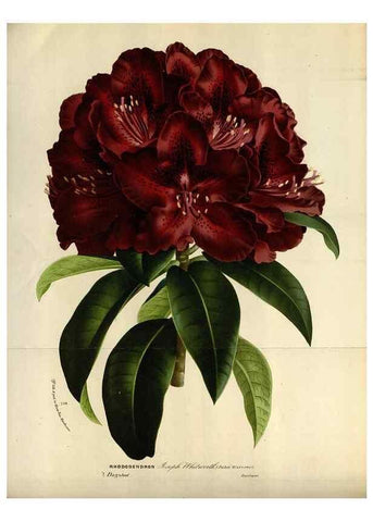 Reproducción/Reproduction 49588285487: Flore des serres et des jardins de l'Europe. A Gand :chez Louis van Houtte, eÌditeur,1845-1880.. 