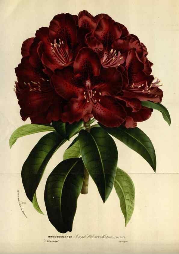 Reproducción/Reproduction 49588285487: Flore des serres et des jardins de l'Europe. A Gand :chez Louis van Houtte, eÌditeur,1845-1880.. 