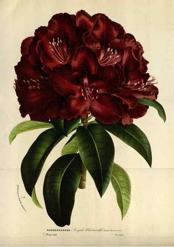 Reproducción/Reproduction 49588285487: Flore des serres et des jardins de l'Europe. A Gand :chez Louis van Houtte, eÌditeur,1845-1880.. 