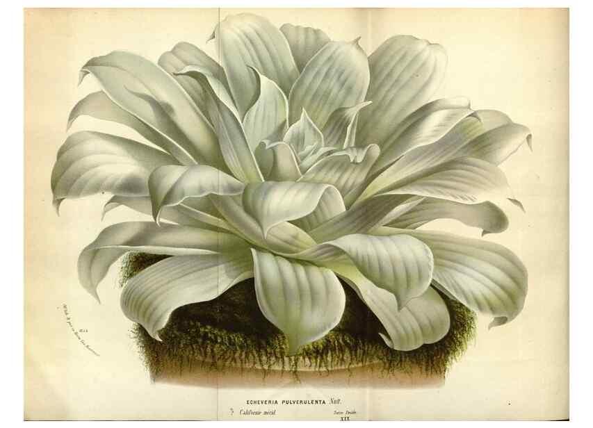Reproducción/Reproduction 49588037471: Flore des serres et des jardins de l'Europe. A Gand :chez Louis van Houtte, eÌditeur,1845-1880.. 