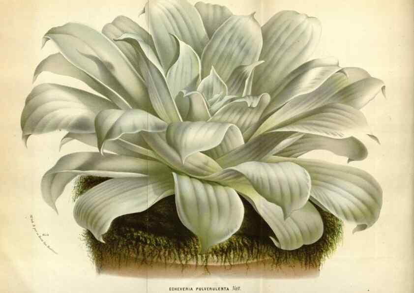 Reproducción/Reproduction 49588037471: Flore des serres et des jardins de l'Europe. A Gand :chez Louis van Houtte, eÌditeur,1845-1880.. 
