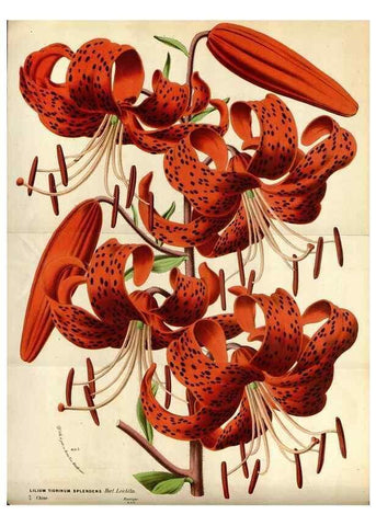 Reproducción/Reproduction 49587543863: Flore des serres et des jardins de l'Europe. A Gand :chez Louis van Houtte, eÌditeur,1845-1880.. 