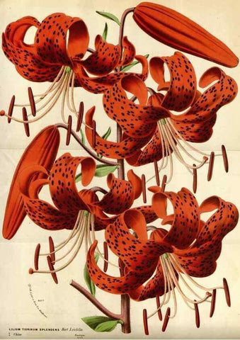 Reproducción/Reproduction 49587543863: Flore des serres et des jardins de l'Europe. A Gand :chez Louis van Houtte, eÌditeur,1845-1880.. 