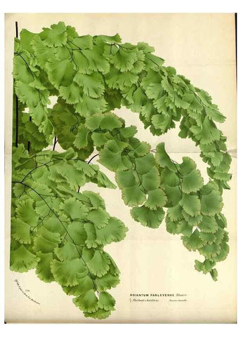 Reproducción/Reproduction 49587544183: Flore des serres et des jardins de l'Europe. A Gand :chez Louis van Houtte, eÌditeur,1845-1880.. 