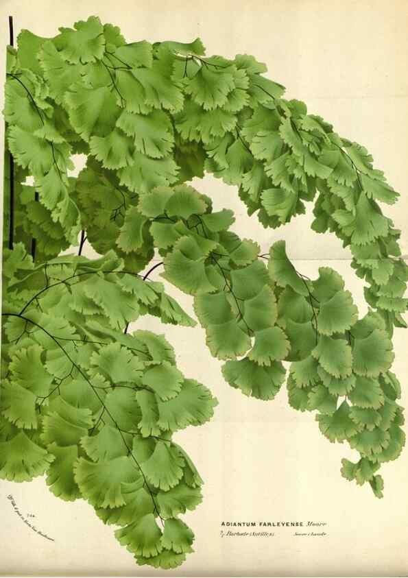 Reproducción/Reproduction 49587544183: Flore des serres et des jardins de l'Europe. A Gand :chez Louis van Houtte, eÌditeur,1845-1880.. 