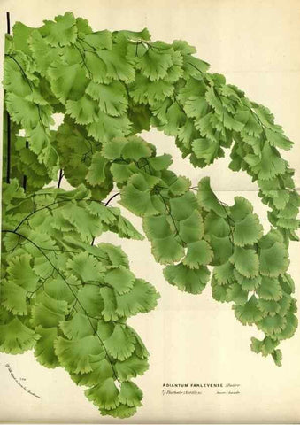 Reproducción/Reproduction 49587544183: Flore des serres et des jardins de l'Europe. A Gand :chez Louis van Houtte, eÌditeur,1845-1880.. 