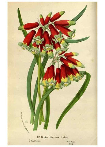 Reproducción/Reproduction 49588038366: Flore des serres et des jardins de l'Europe. A Gand :chez Louis van Houtte, eÌditeur,1845-1880.. 
