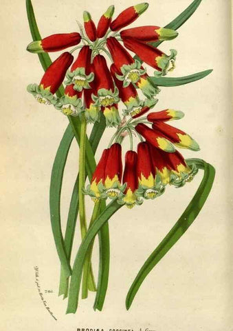 Reproducción/Reproduction 49588038366: Flore des serres et des jardins de l'Europe. A Gand :chez Louis van Houtte, eÌditeur,1845-1880.. 