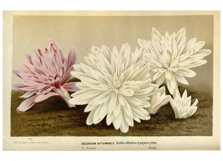 Reproducción/Reproduction 49588283322: Flore des serres et des jardins de l'Europe. A Gand :chez Louis van Houtte, eÌditeur,1845-1880.. 