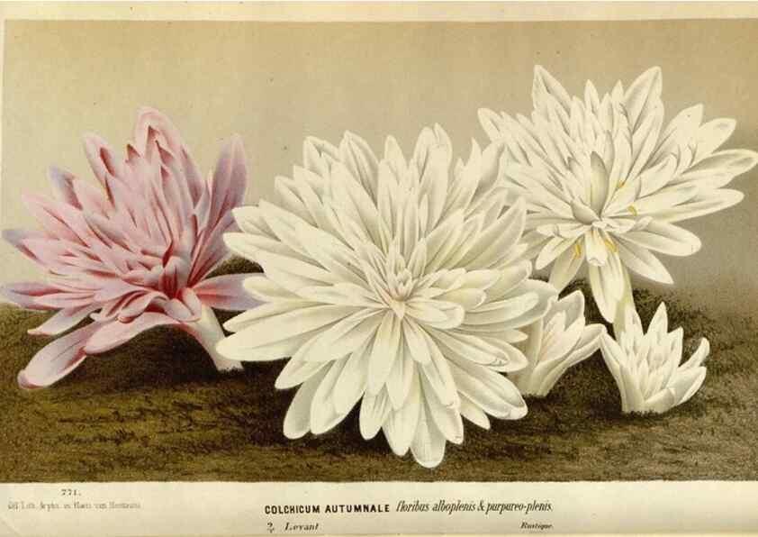 Reproducción/Reproduction 49588283322: Flore des serres et des jardins de l'Europe. A Gand :chez Louis van Houtte, eÌditeur,1845-1880.. 
