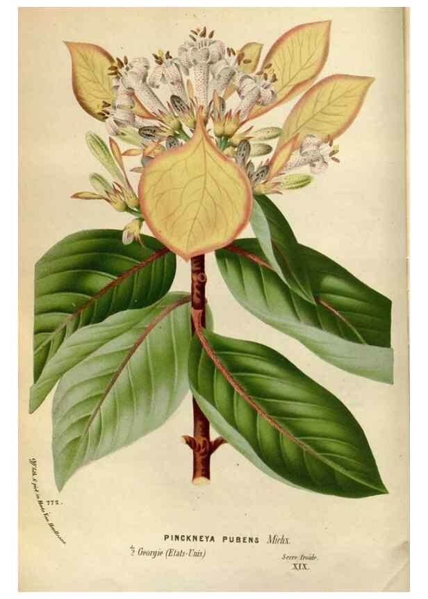 Reproducción/Reproduction 49587545018: Flore des serres et des jardins de l'Europe. A Gand :chez Louis van Houtte, eÌditeur,1845-1880.. 