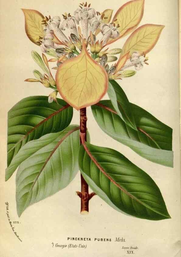 Reproducción/Reproduction 49587545018: Flore des serres et des jardins de l'Europe. A Gand :chez Louis van Houtte, eÌditeur,1845-1880.. 