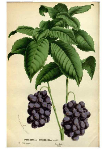 Reproducción/Reproduction 49587545223: Flore des serres et des jardins de l'Europe. A Gand :chez Louis van Houtte, eÌditeur,1845-1880.. 
