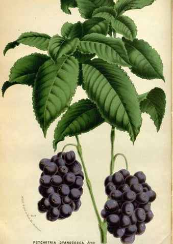 Reproducción/Reproduction 49587545223: Flore des serres et des jardins de l'Europe. A Gand :chez Louis van Houtte, eÌditeur,1845-1880.. 