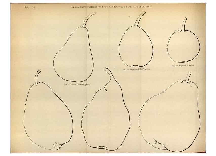 Reproducción/Reproduction 49587552713: Flore des serres et des jardins de l'Europe. A Gand :chez Louis van Houtte, eÌditeur,1845-1880.. 