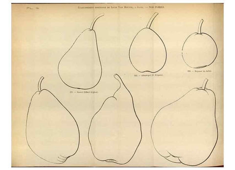 Reproducción/Reproduction 49587552713: Flore des serres et des jardins de l'Europe. A Gand :chez Louis van Houtte, eÌditeur,1845-1880.. 