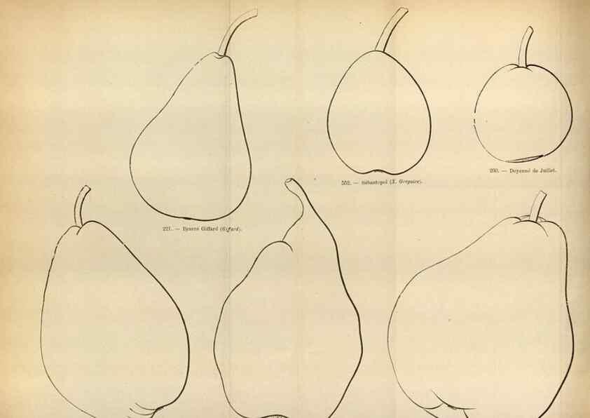 Reproducción/Reproduction 49587552713: Flore des serres et des jardins de l'Europe. A Gand :chez Louis van Houtte, eÌditeur,1845-1880.. 