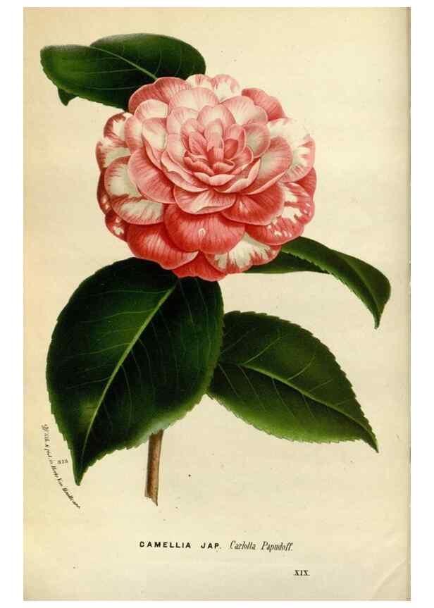 Reproducción/Reproduction 49588039141: Flore des serres et des jardins de l'Europe. A Gand :chez Louis van Houtte, eÌditeur,1845-1880.. 