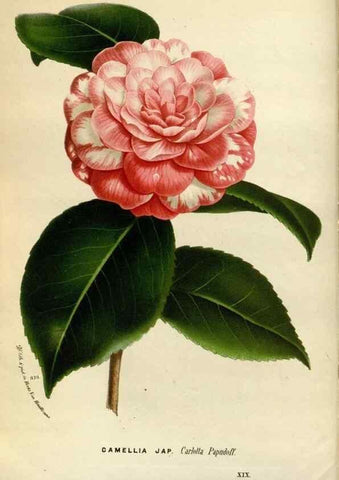 Reproducción/Reproduction 49588039141: Flore des serres et des jardins de l'Europe. A Gand :chez Louis van Houtte, eÌditeur,1845-1880.. 