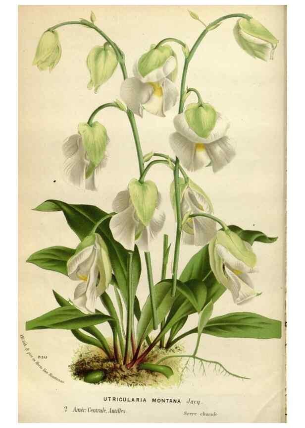 Reproducción/Reproduction 49588284177: Flore des serres et des jardins de l'Europe. A Gand :chez Louis van Houtte, eÌditeur,1845-1880.. 