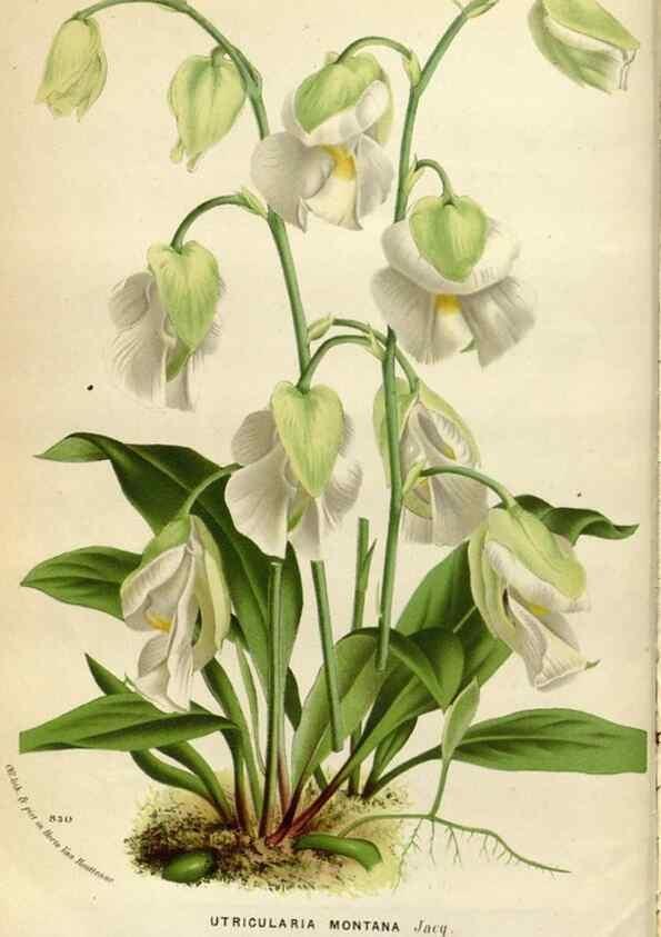 Reproducción/Reproduction 49588284177: Flore des serres et des jardins de l'Europe. A Gand :chez Louis van Houtte, eÌditeur,1845-1880.. 