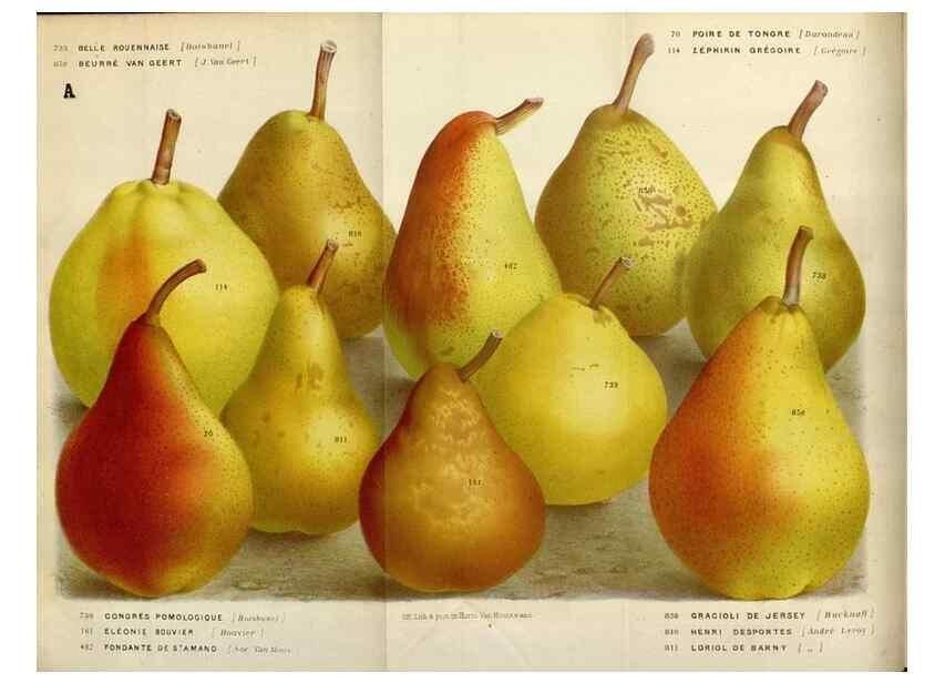 Reproducción/Reproduction 49588284347: Flore des serres et des jardins de l'Europe. A Gand :chez Louis van Houtte, eÌditeur,1845-1880.. 