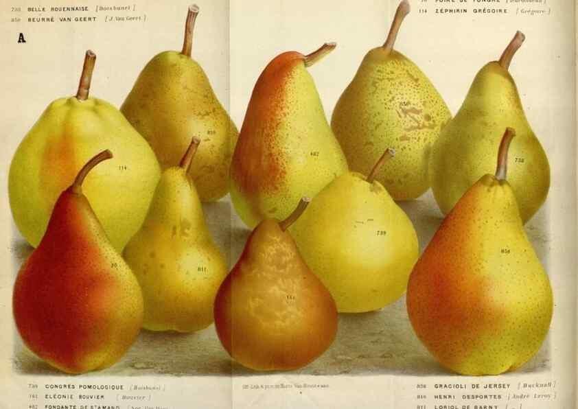 Reproducción/Reproduction 49588284347: Flore des serres et des jardins de l'Europe. A Gand :chez Louis van Houtte, eÌditeur,1845-1880.. 