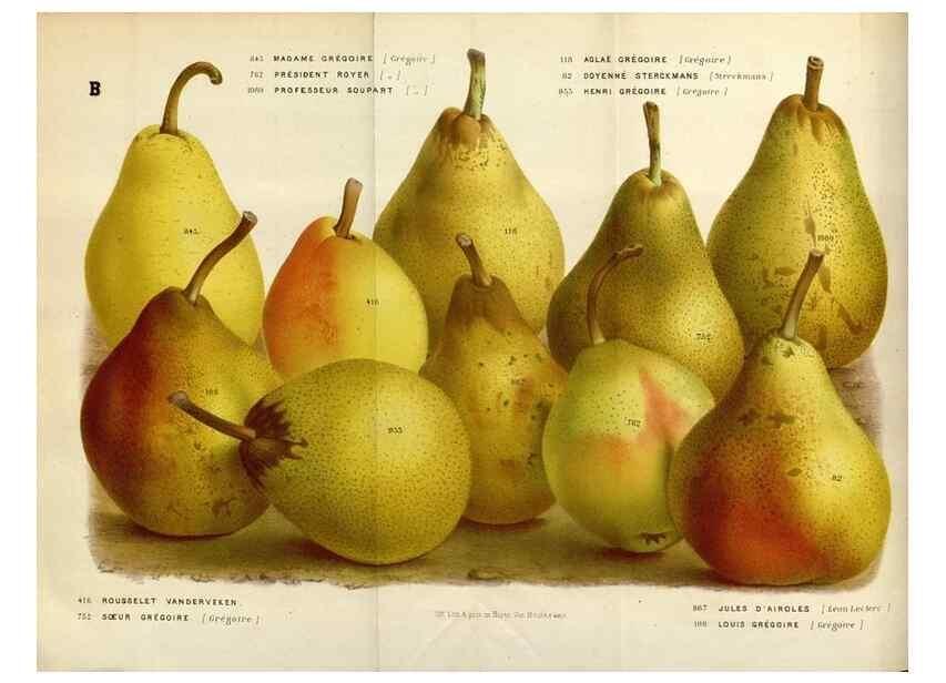 Reproducción/Reproduction 49588039941: Flore des serres et des jardins de l'Europe. A Gand :chez Louis van Houtte, eÌditeur,1845-1880.. 