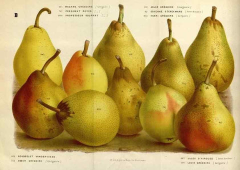 Reproducción/Reproduction 49588039941: Flore des serres et des jardins de l'Europe. A Gand :chez Louis van Houtte, eÌditeur,1845-1880.. 